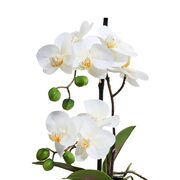 FLORISTA cserepes orchidea, 35 cm termék 2. képe