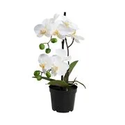 FLORISTA cserepes orchidea, 35 cm akciós termékkép 1