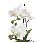 FLORISTA cserepes orchidea, 35 cm termék 2. képe