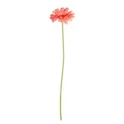 FLORISTA gerbera 62 cm, barackszín akciós termékkép 1
