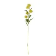 FLORISTA bogáncs 72 cm, sárga akciós termékkép 1