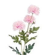 FLORISTA mini krizantém, rózaszín termék 2. képe