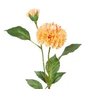 FLORISTA bazsarózsa, barackszín termék 2. képe