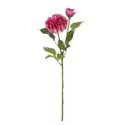 FLORISTA bazsarózsa, pink akciós termékkép 1