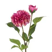FLORISTA bazsarózsa, pink termék 2. képe