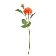 FLORISTA bazsarózsa, narancssárga akciós termékkép 1