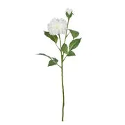 FLORISTA bazsarózsa, fehér akciós termékkép 1