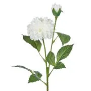 FLORISTA bazsarózsa, fehér termék 2. képe