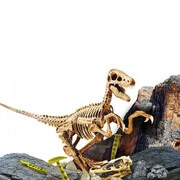 Dinoszaurusz régész készlet - Velociraptor termék 2. képe